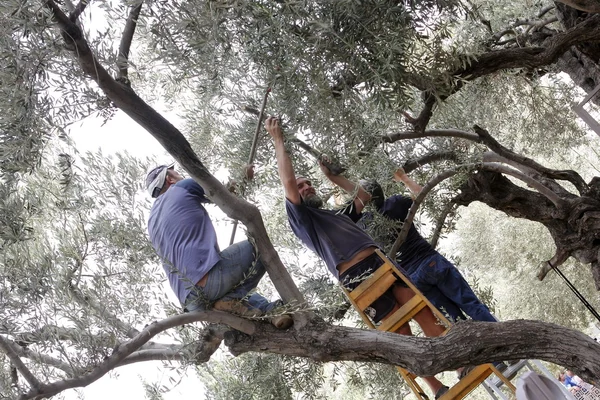 Zeytin seçiciler