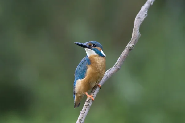 Eisvogel — Stockfoto