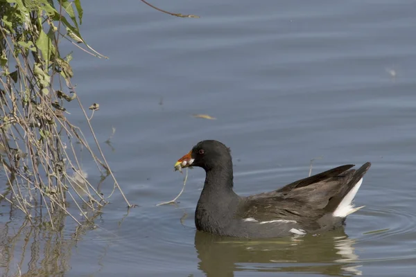 Moorhen — Stock Photo, Image