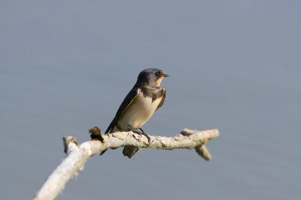 Barn swallow — Stock Photo, Image