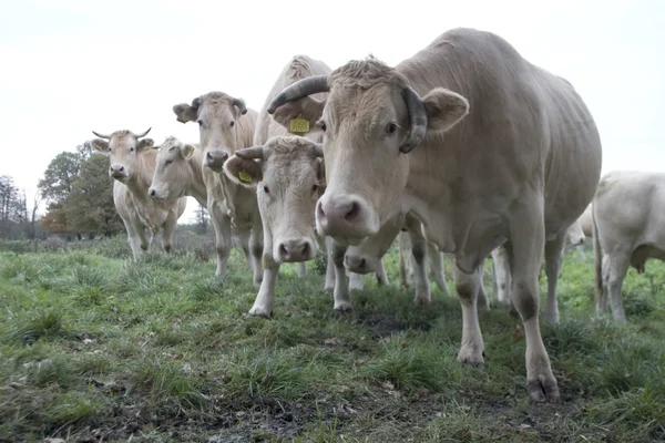 Vacas em Países Bajos — Fotografia de Stock
