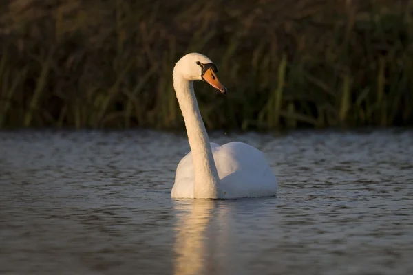 Mute swan — Stock Photo, Image