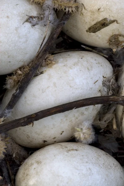 Huevos de ganso — Foto de Stock