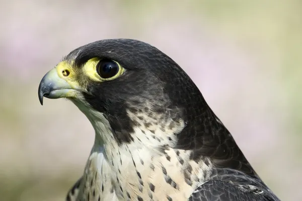 Peregrine Falcon — Fotografie, imagine de stoc