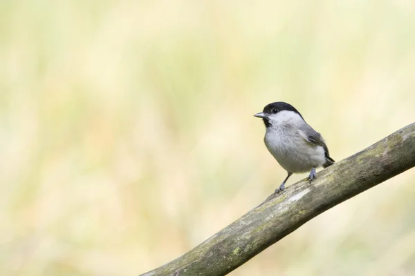 Blackcap — 스톡 사진