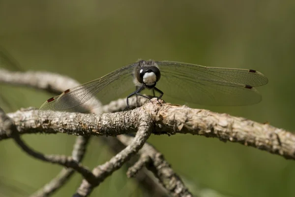 Four-spotted Chaser Dragonfly — Stock Photo, Image