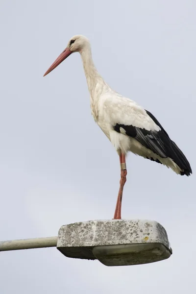 Cicogna bianca — Foto Stock