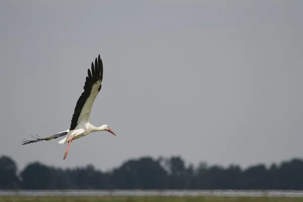 Vit stork — Stockfoto