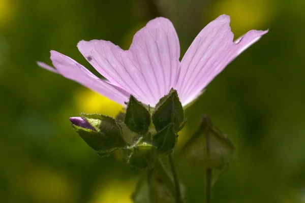 Geranium robertianum — Stock Photo, Image