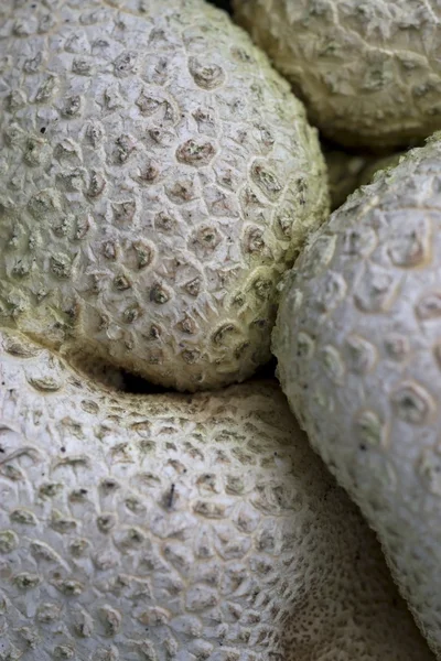 Salsicha Pholiota — Fotografia de Stock