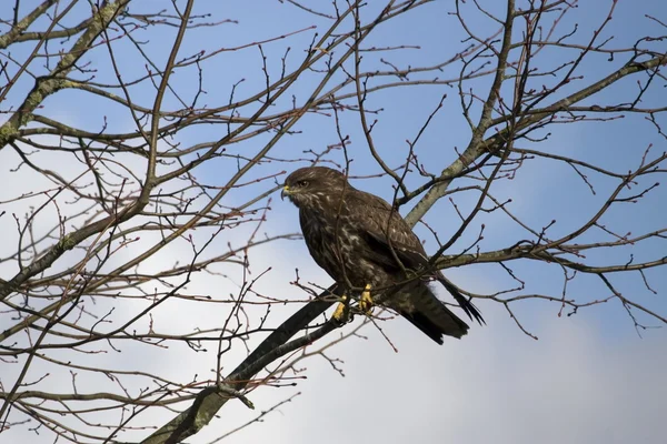 Buzzard. — Fotografia de Stock