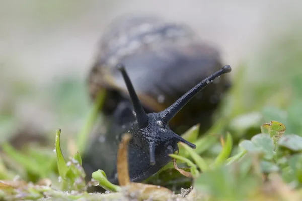 Ordinary garden snail — Stock Photo, Image