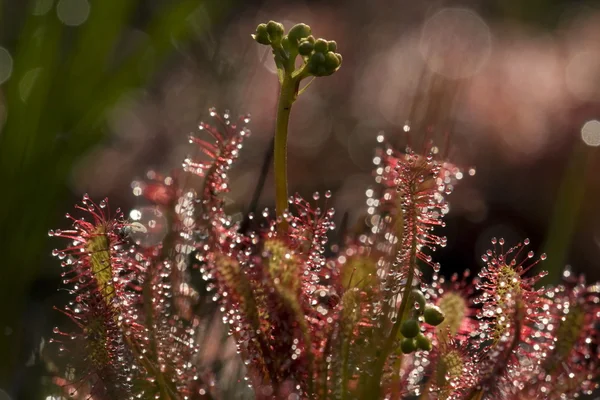 Sundew — Stock Photo, Image