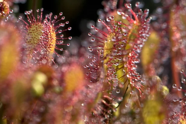 Sundew — Stok fotoğraf