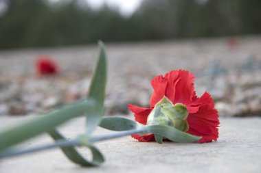 Sobibor'da, Polonya