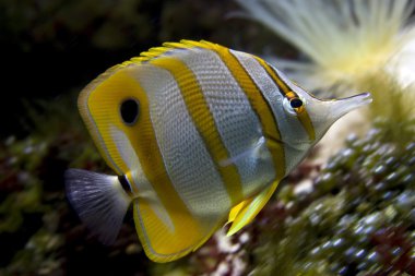 Gaga mercan Balık Akvaryum