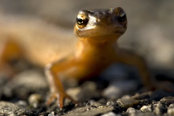 Ομαλή newt — Φωτογραφία Αρχείου