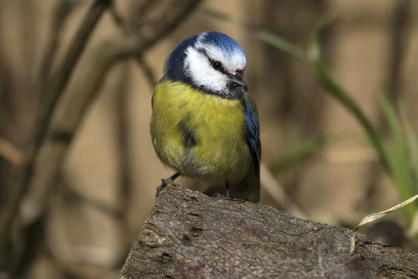 Mésange bleue — Photo