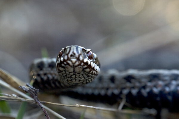 Гадюка на здоровье
