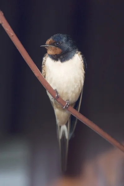 Barn Swallow — Stock Photo, Image