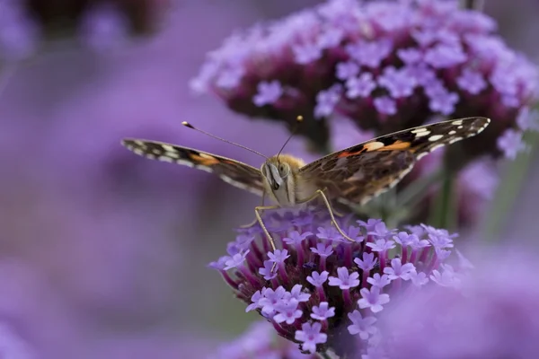 Painted Lady