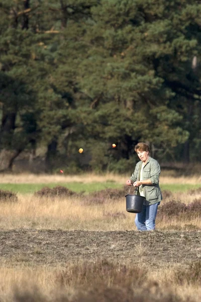 Ranger simmering apples to lure deer — Stock Photo, Image