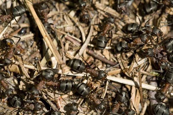 Red termite Stock Photo