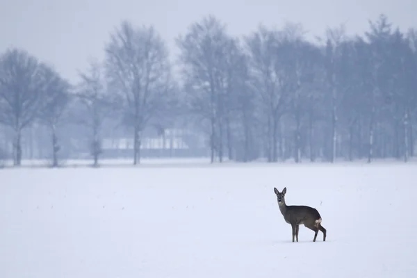 Cervos na neve em Drenthe, Países Bajos — Fotografia de Stock