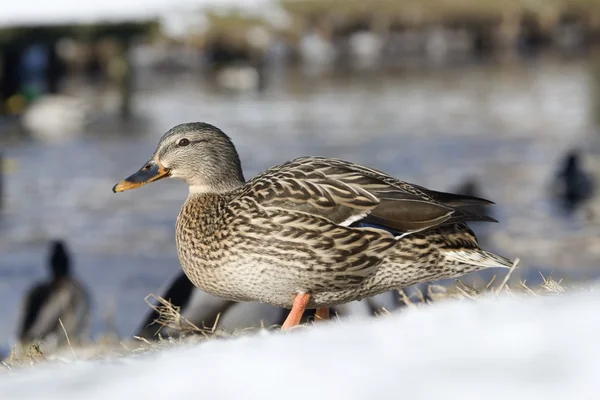 Female duck in the snow in Hoogeveen, Netherlands — Stock Photo, Image