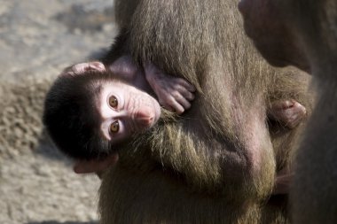 Genç Babunlar Hollanda Hayvanat Bahçesi