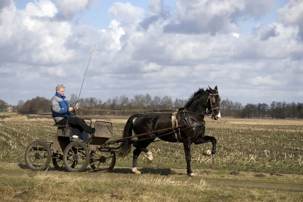 Woźnica w drenthe, Holandia — Zdjęcie stockowe