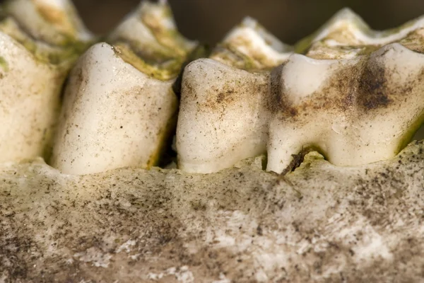 Detalhe dos dentes de uma ovelha em Drenthe, Países Bajos — Fotografia de Stock