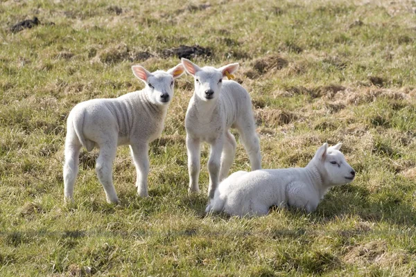 Corderos en el prado en Drenthe, Países Bajos —  Fotos de Stock