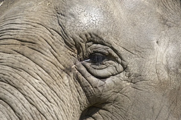 Portrait of an Asian elephant at the zoo, Netherlands — Stock Photo, Image
