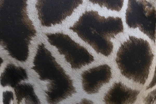 Manchas Padrão de uma girafa em um zoológico nos Países Baixos — Fotografia de Stock