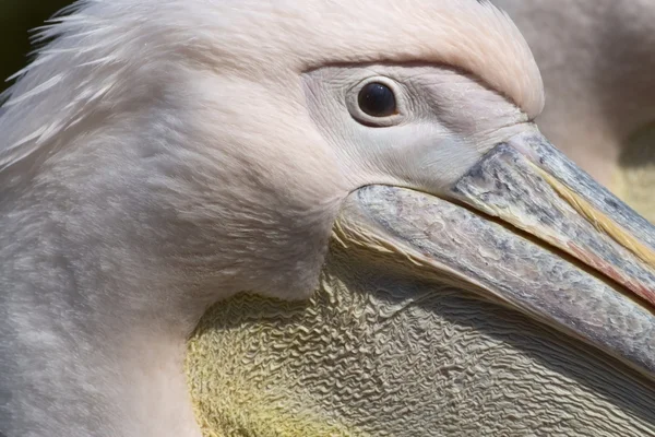 Ritratto di un pellicano in uno zoo nei Paesi Bassi — Foto Stock