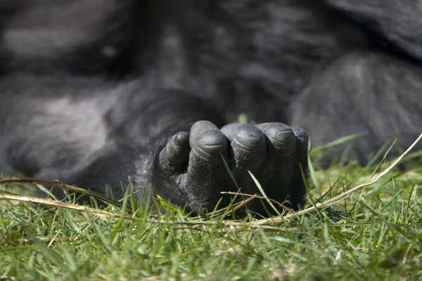 Рука отдыхающей гориллы в зоопарке Нидерландов — стоковое фото
