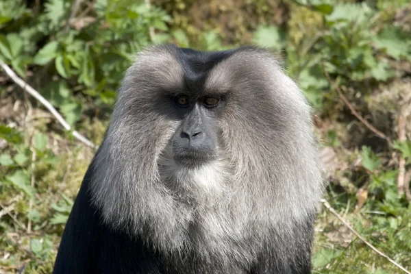 The lion-tailed macaque in a zoo in the Netherlands