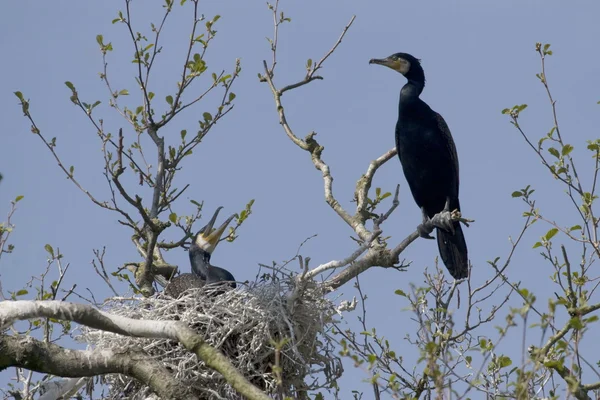 karabatak colony, Hollanda