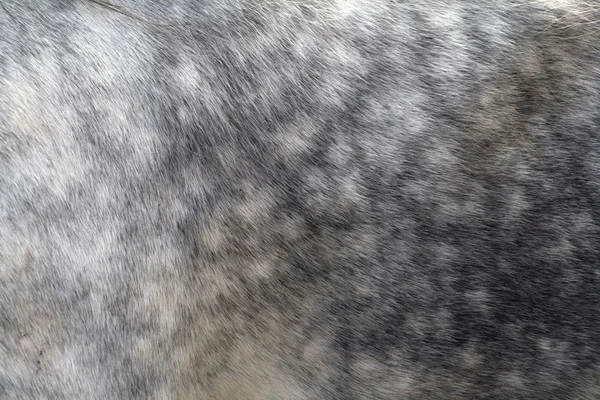 Fur of a gray horse, Netherlands — Stock Photo, Image