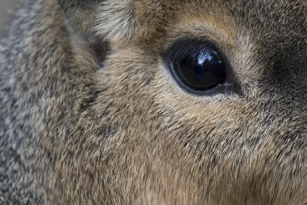 Hollanda'da bir hayvanat bahçesi Patagonya cavy göz — Stok fotoğraf