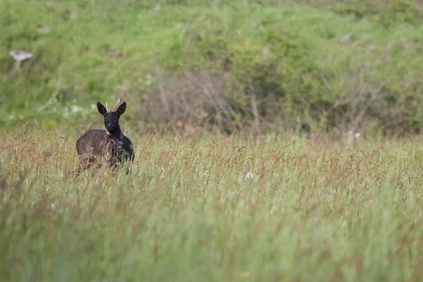 Cerf noir sur le terrain, Pays-Bas — Photo