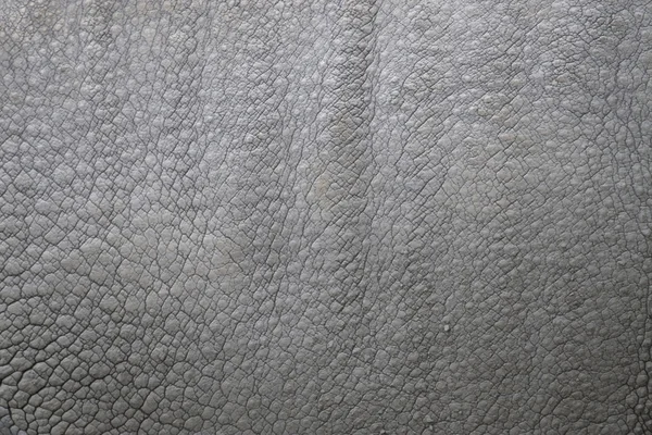 Detail of the skin of an Indian rhinoceros in a zoo, Netherlands — Stock Photo, Image