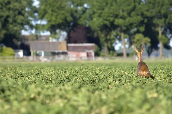 Bir patates alandaki geyik — Stok fotoğraf