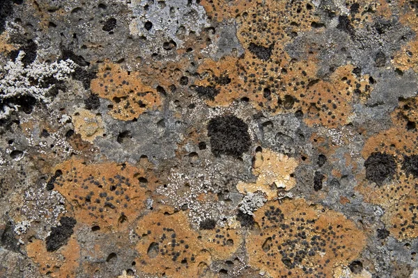 Pedra de lava musgosa, Islândia — Fotografia de Stock