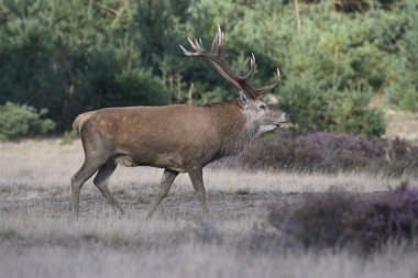 milli park de hoge veluwe, Hollanda azgın sezonunda erkek Kızıl geyik