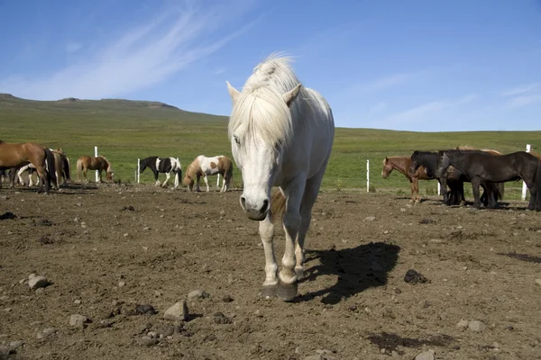 Icelandic horses, Iceland — Stock Photo, Image