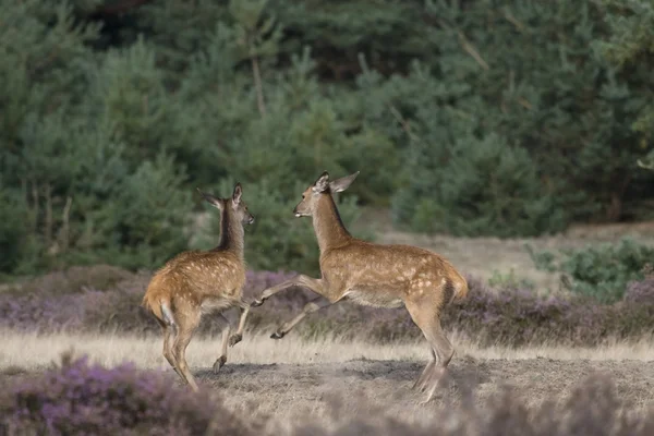 Jeune cerf dans la querelle, Pays-Bas — Photo