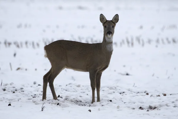 Ciervo en la nieve, Países Bajos — Foto de Stock