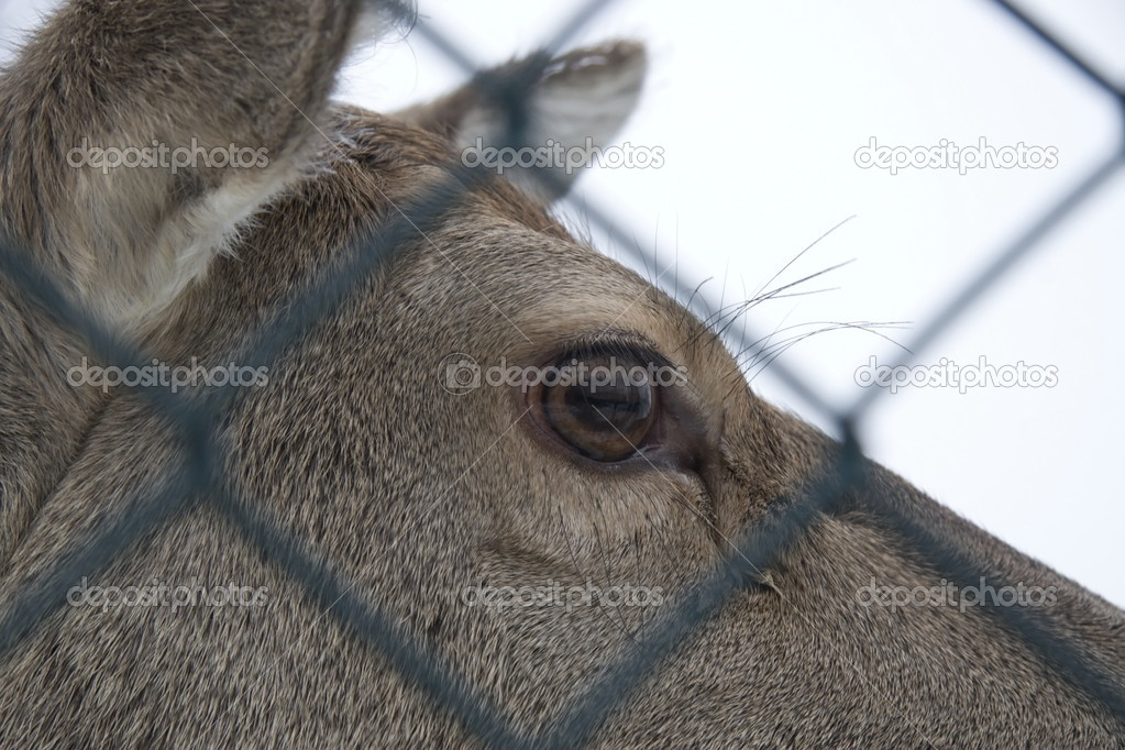 Female red deer inside a fence, Netherlands